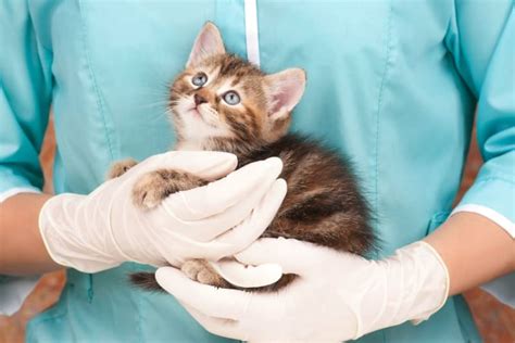 Cat Rabies Vaccine | Laguna Woods Vets