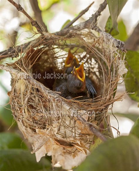 Photos of Australian Honeyeaters, Stunning Images of Birds of Australia