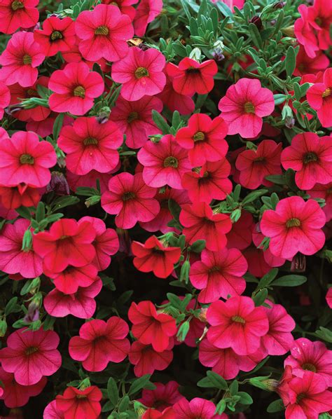 Million Bells® Trailing Magenta - Calibrachoa hybrid | Proven Winners