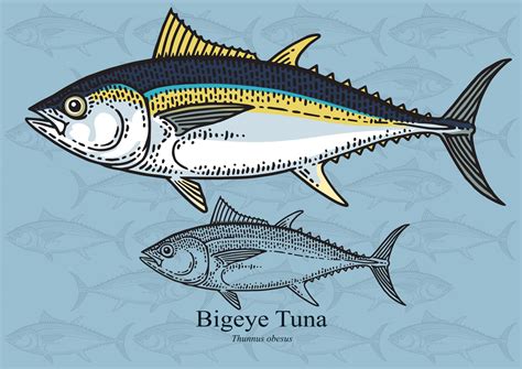 Bigeye Tuna (Thunnus Obesus) - Fishmasters.com