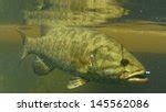 Smallmouth Bass - Micropterus dolomieu image - Free stock photo - Public Domain photo - CC0 Images