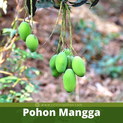 Fakta Tentang Pohon Mangga yang Mengejutkan - Ciriciripohon.com