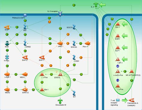 Immune response - IL-3 activation and signaling pathway Pathway Map ...