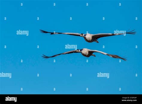 Migrating bird hi-res stock photography and images - Alamy