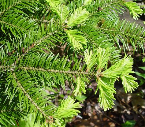 Abies balsamea (balsam fir): Go Botany