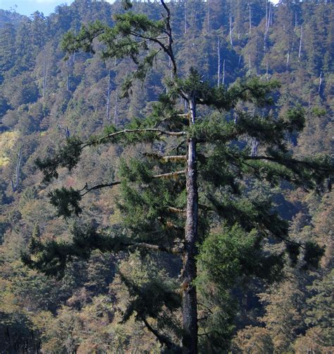 臺灣雲杉 (玉山常見動植物) · iNaturalist