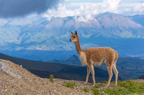 Chimborazo Volcano 2-Day Hike from Riobamba - Civitatis.com