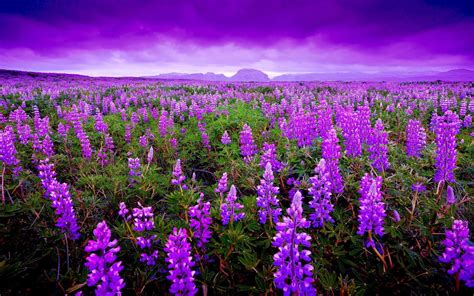 Field Lupine Flowers Wallpapers - Wallpaper Cave