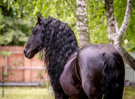 Beautiful friesian stallion with a long mane Stock Photo | Adobe Stock