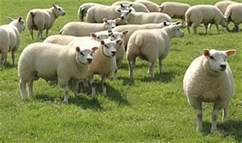 Beltex cross lambs ideal for the Christmas and New Year market