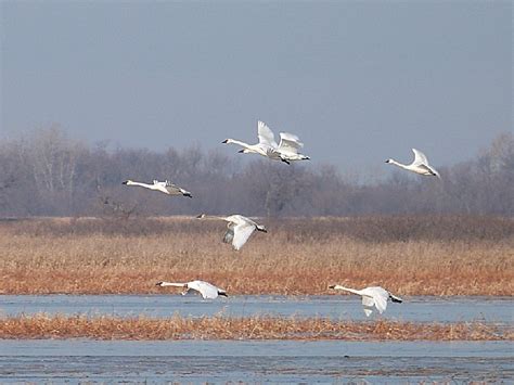 Squaw Creek National Wildlife Refuge, a Missouri National Wildlife Refuge