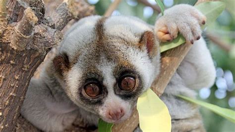 loris/Habitat & Facts | Peaceful Place