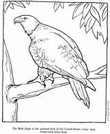 Patriotic Eagle Coloring Page sketch template