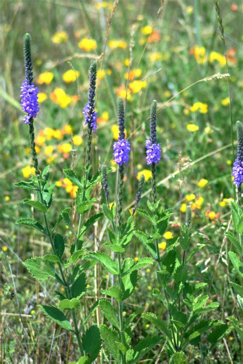 south dakota's prairie flowers photos of | wild flowers of south dakota ...