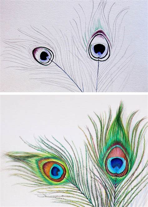 How to Draw a Peacock Feather — Simplified!