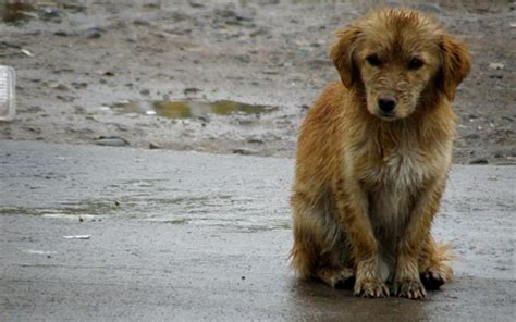 ¿Cómo podemos ayudar a proteger a los perros callejeros del frío y la ...