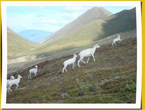 Kluane National Park & wilderness cabin