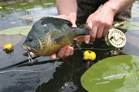 10 Best Panfish Flies - Fly Fisherman