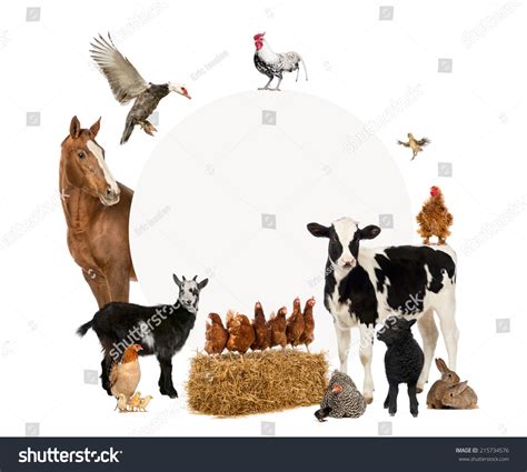 PowerPoint Template: group of farm animals surrounding (jimoklmon)