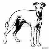 Whippet Coloring Pages sketch template