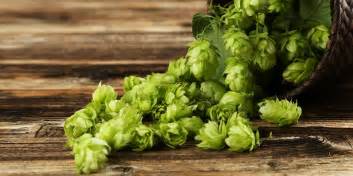 English Fuggle Hops: How to Grow & Brew This Popular Variety