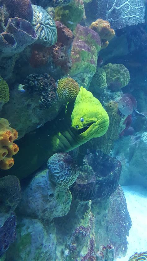 Green moray eel at New England's Aquarium : pics