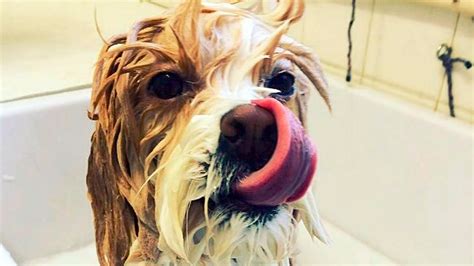 Dogs & Puppies Love Bath Time #22 - YouTube