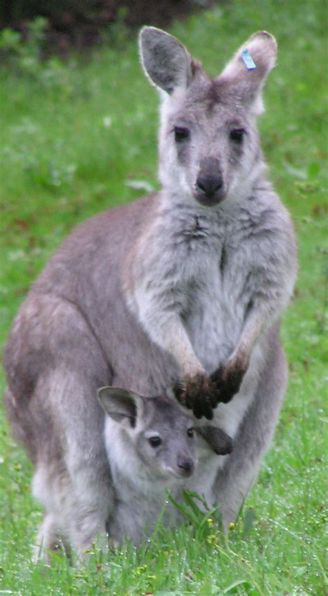 Baby Wallaroo Peeks Out of the Pouch - ZooBorns