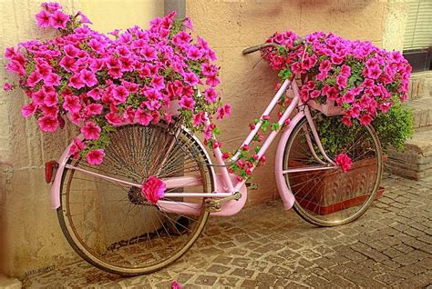 Pink Flower in a Bicycle, bicycle, flowers, pretty, pink, HD wallpaper ...