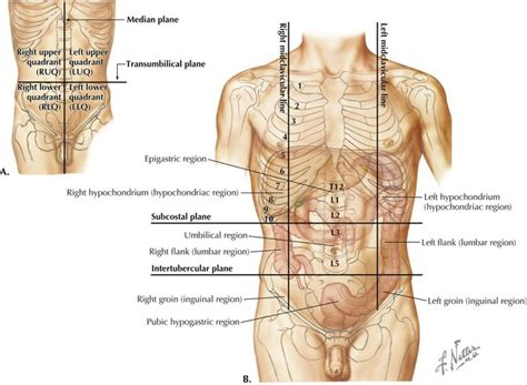 Abdomen | Basicmedical Key