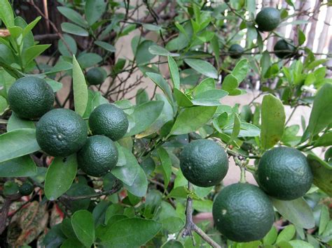 Kalamansi / Citrus microcarpa / Chinese orange / Gan: Philippine Medicinal Herbs / Alternative ...