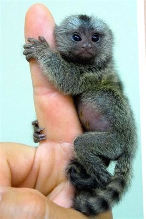 Tiny Baby Monkey Pet | Pets Animals US