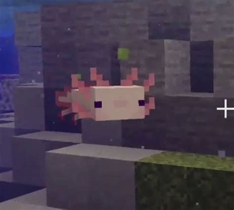 cute axolotl | Minecraft wallpaper, Minecraft pictures, Axolotl cute