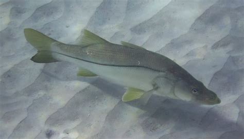 Understanding Snook Habitat - Become the Snook