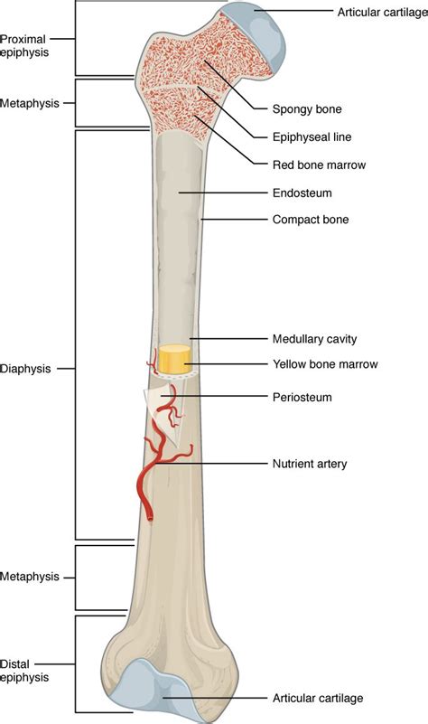 A typical long bone shows the gross anatomical characteristics of bone. | Human bones anatomy ...