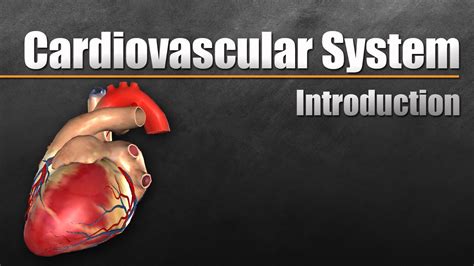 Cardiovascular System In Under 10 Minutes - YouTube