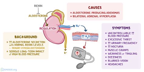 Conn Syndrome: What Is It, Causes, Symptoms, Diagnosis, Treatment, and ...