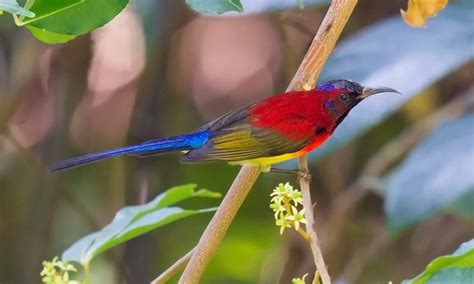 Mrs. Gould's Sunbird Identification - Shanghai Birding 上海观鸟