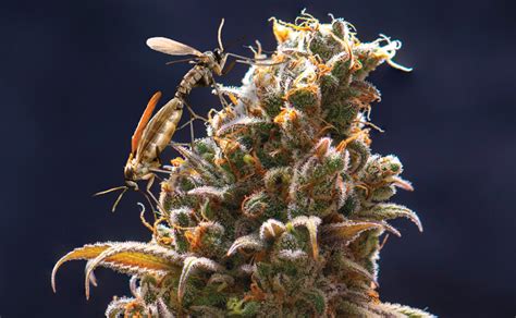 Prevent and Control Fungus Gnats In Your Cannabis Growroom – Nature's Gateway