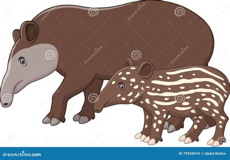 Tapir Baby On White Background. Vector . | CartoonDealer.com #247832625