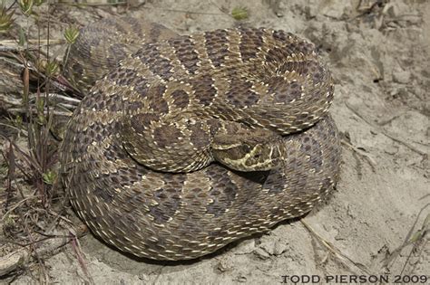 Crotalus viridis | The Reptile Database