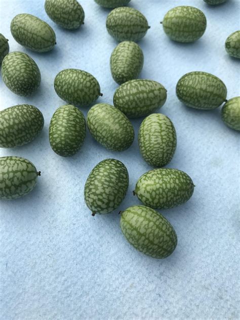 Mexican Sour Gherkin Organic Seeds – Hudson Valley Seed Company