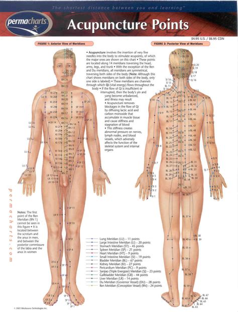 Image result for acupuncture book peter borten sinew channels drawing ...