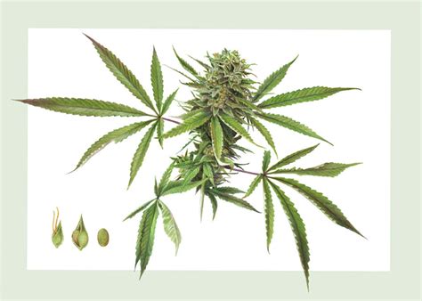 Cannabis Drawing by Dorothy DePaulo - Fine Art America