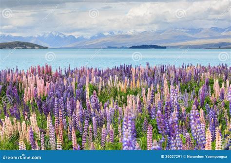 Lupine Field Lake Tekapo Stock Image - Image: 36027291