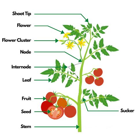 How to Prune Tomatoes