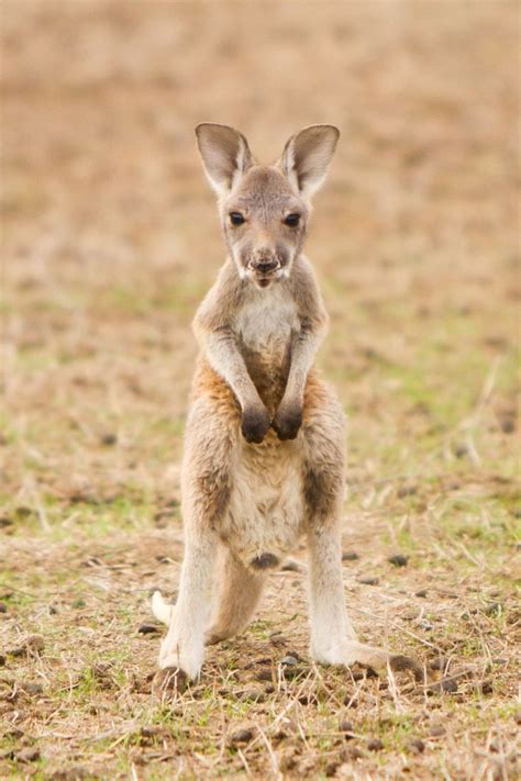 54 Cute Baby Animals To Get You Through Anything