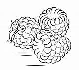 Three Raspberries coloring Page  Free Printable Coloring Pages sketch template
