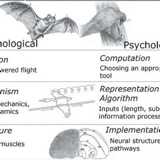 The convergent evolution of wings in vertebrates. | Download Scientific ...