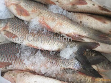 Rahu / Fresh Rahu / Freshwater Fish Rahu 0.5 kg to 5 kg size Wild ...